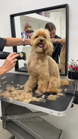 Avete mai provato a fare la toelettatura del cane da soli a casa? ✂️ Non è facile ottenere un risultato perfetto! Grazie a @Ukkia Corso Vercelli e ai loro fantastici toelettatori, che fanno un lavoro eccellente e si prendono cura dei nostri amici a quattro zampe 🐾 con tanta professionalità e amore♥️🐶  #maltipoo #dogrooming 