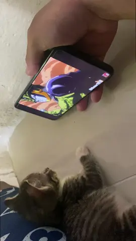 Showing my Cat something she’ll never forget Part 5 #fypシ #gohan #catsoftiktok #DBZ #funny 