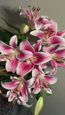 my 💗 #lily #lilies #flower #aesthetic #relatable  