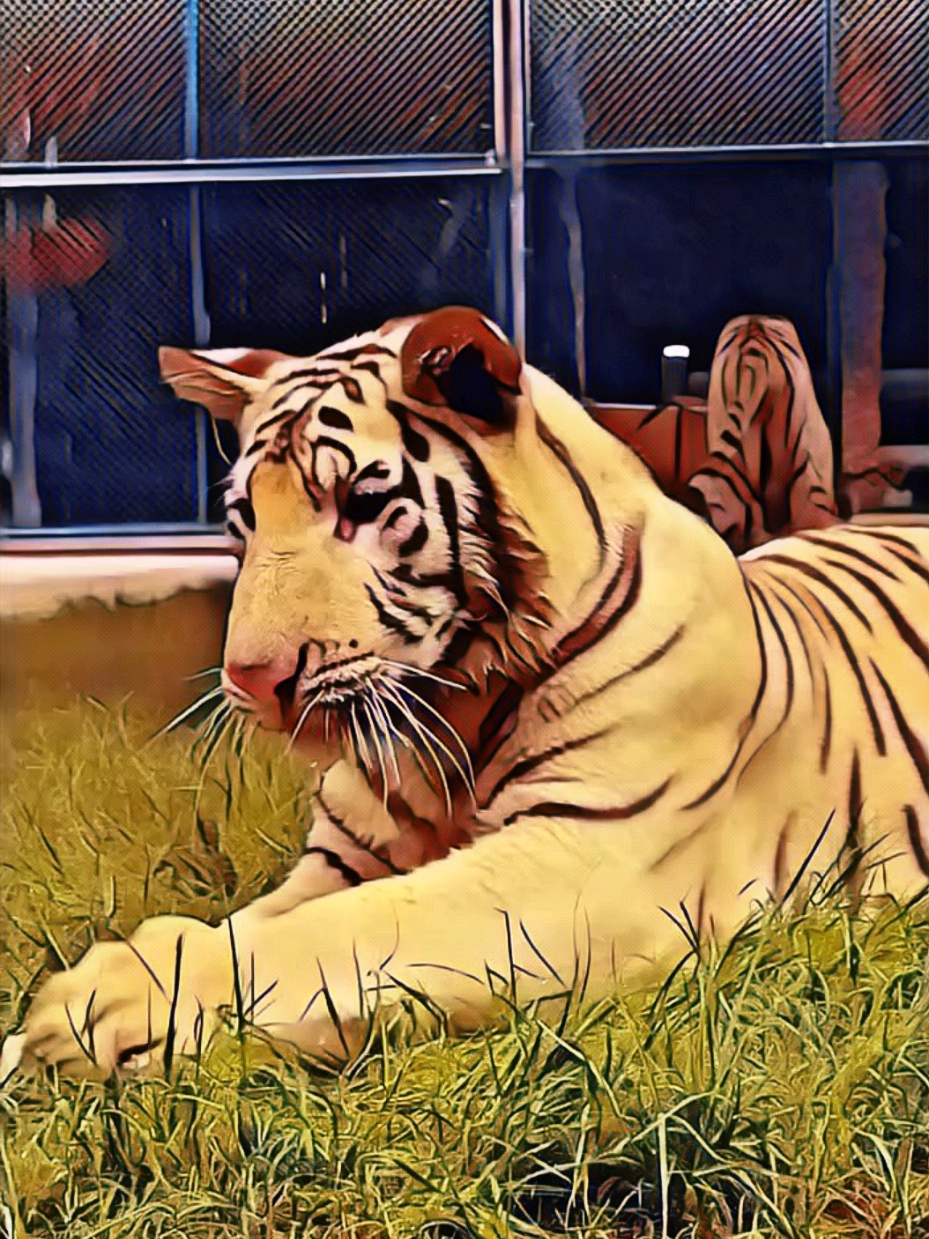 Problemi idraulici 🐯💦 #ziojohnny #doppiaggio #animali #roma #tigre 