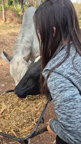 o que vcs acha #vidanaroça #mercadoagricola #fazenda #pecuarista #gado 