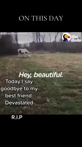 #onthisday one of my favorite horses I’ve ever had the pleasure to take care of.#HorseTok #FarmSanctuary #RescueHorse #saved 