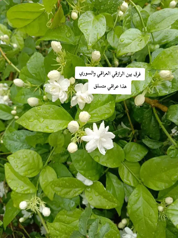 #النجف #حدائق_المنازل #النباتات_المنزلية #مشاتل #نباتات 