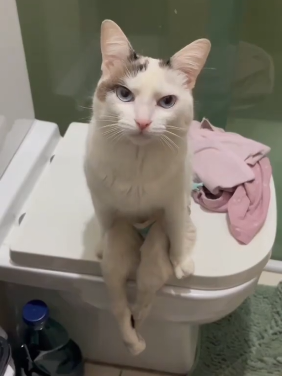 When cats forget they’re actually cats 🐾😂  #funnycats #weirdpets #catsoftiktok #sillycats #catlovers
