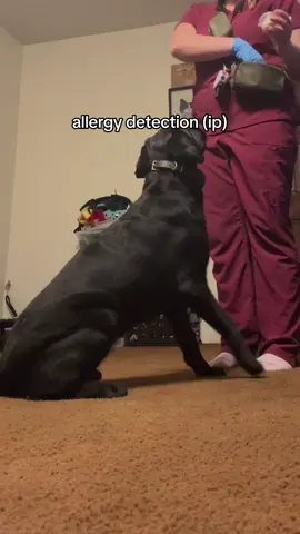 14 months old and killing it! #dogsoftiktok #foryou #servicedog #foryoupage #dogsoftiktok 