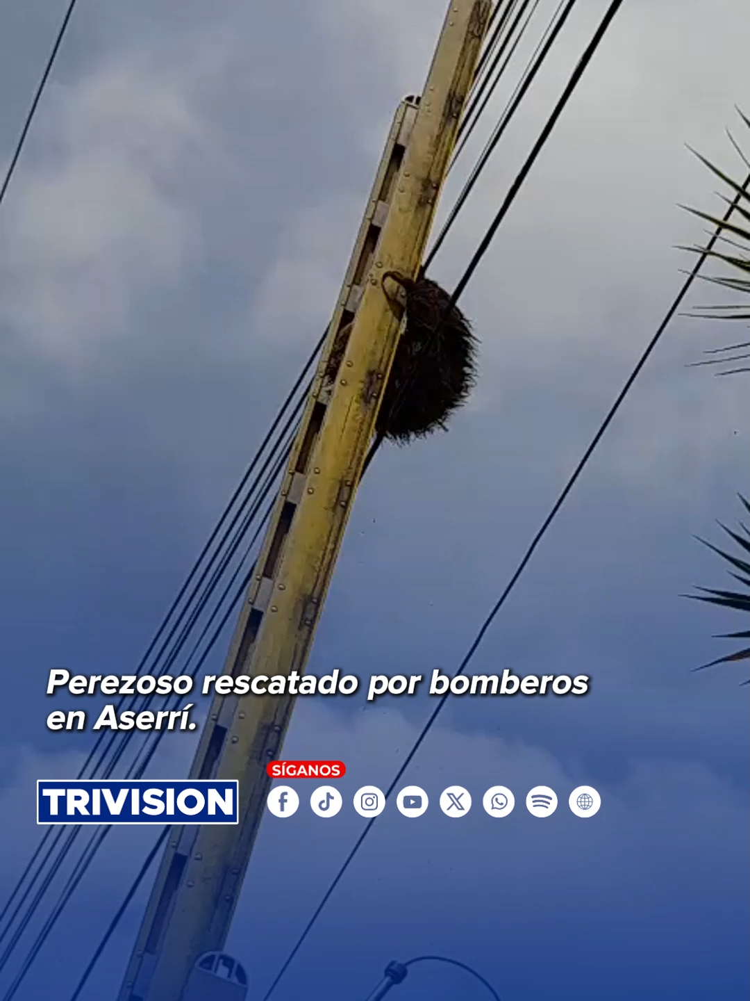 🔴#NoticiasTrivisión | Bomberos rescataron a un perezoso que quedó atrapado en un tendido eléctrico en Salitrillos de Aserrí. Con una maniobra cuidadosa, lograron trasladarlo a un árbol cercano, alejándolo del peligro. El exitoso rescate fue posible gracias al aviso oportuno de Álvaro Murillo, vecino de la comunidad, quien alertó a las autoridades sobre la emergencia.