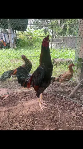 🐔🥘#พม่าตอคม #fyp 