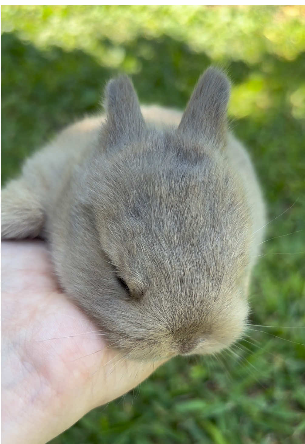 Just the sweetest little baby bunny 💫🥹💗✨ #bunnylove #babybunny #netherlanddwarf #hearttouching #fyp