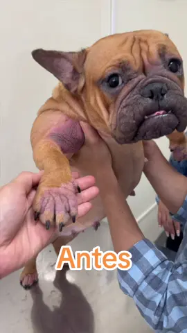 El Bulldog Francés es la raza que más sufre de Alergias genéticas. #frenchbulldog #bulldog #dermatologiaveterinaria 