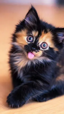 Tongue out = heart stolen 😻💘 #kitten #fyp #viral #cutekittens #catsoftiktok