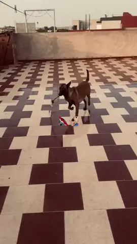 #شعب_الصيني_ماله_حل😂😂 