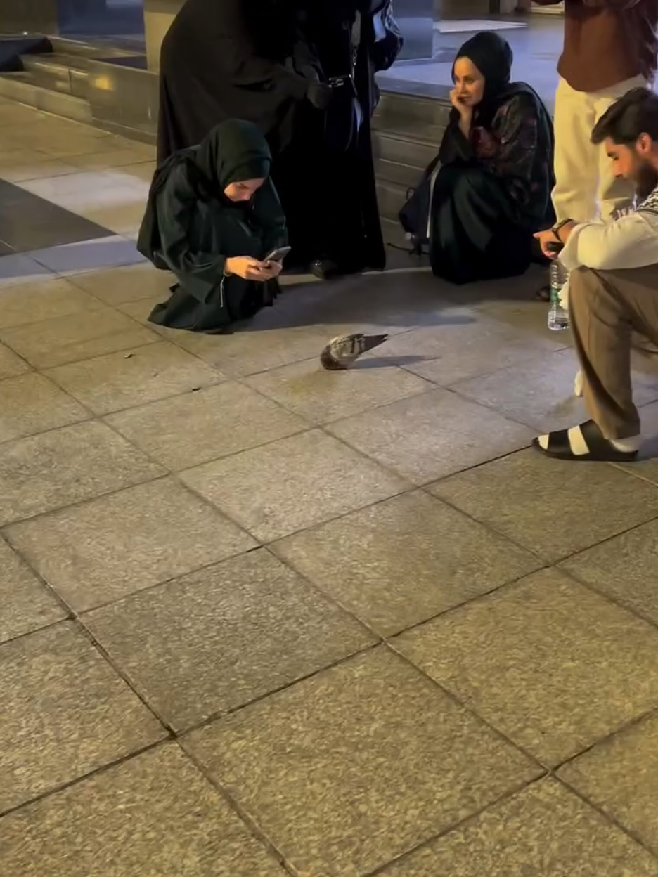 A pigeon in sujood at Masjid-e-Nabawi ﷺ 🕊️ A reminder that every creation glorifies Allah in its own way. 🕊️✨🌿 SubhanAllah 🥹❤️💯 صَلَّى اللّهُ عَلَيمٍ والهِ وَسَلَّمْ🌹✨💕 #Madina #subhanallah #viralvideo #masjidnabawi #viralislamicvideo Trending video @Aurang Zaib Shami 