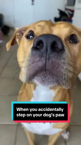 When you accidentally step on your dog's paw. 😂 #reliable #dogs #dogsoftiktok #pitbull #dog 