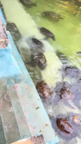 #tiktok🇹🇿🇰🇪🇩🇪🇧🇪🇧🇯🇦🇼🇧🇧🇦🇲🇪🇨🇧🇭🇧🇩 #natalia💕 #1millionviews 