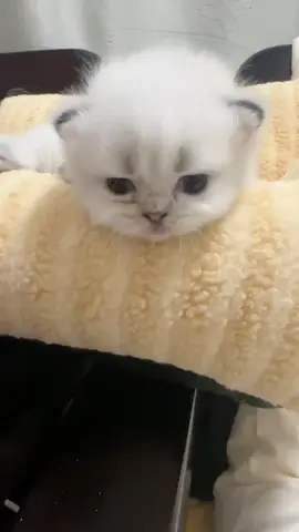 So cute #cutecat #pet #kucing #kitty #funny 