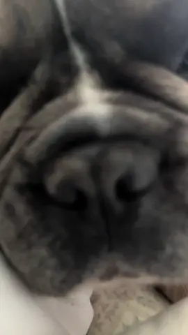 #sound #effect #frenchie #dogs #fyp 