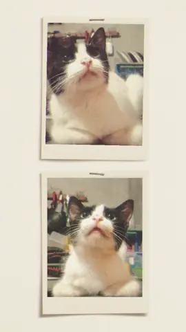 ❤️🥹miss you so much  #fyp #tiktok #catlover #catsvideo #fypppppp