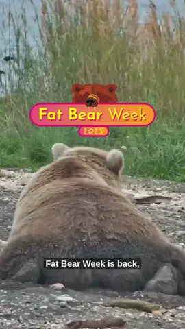 🐻 Fat Bear Junior kicks off September 18 - 19! Chunky little contender, big personalities. 🐻 Fat Bear Week is September 23 - 30! Bear drama? Oh, it's coming! Who will steal the crown?  #fatbearweek 