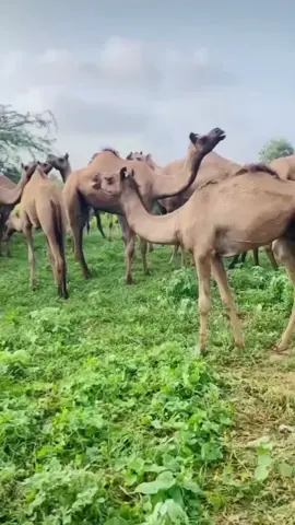 #الـــــــبـــــــدو🐪  #رحـــــــــــــل 🤍