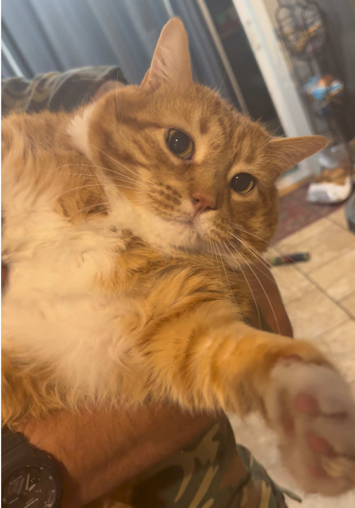 Oscar hates tickle toes #fatcat #cat #catsoftiktok #fyp #foryoupage 