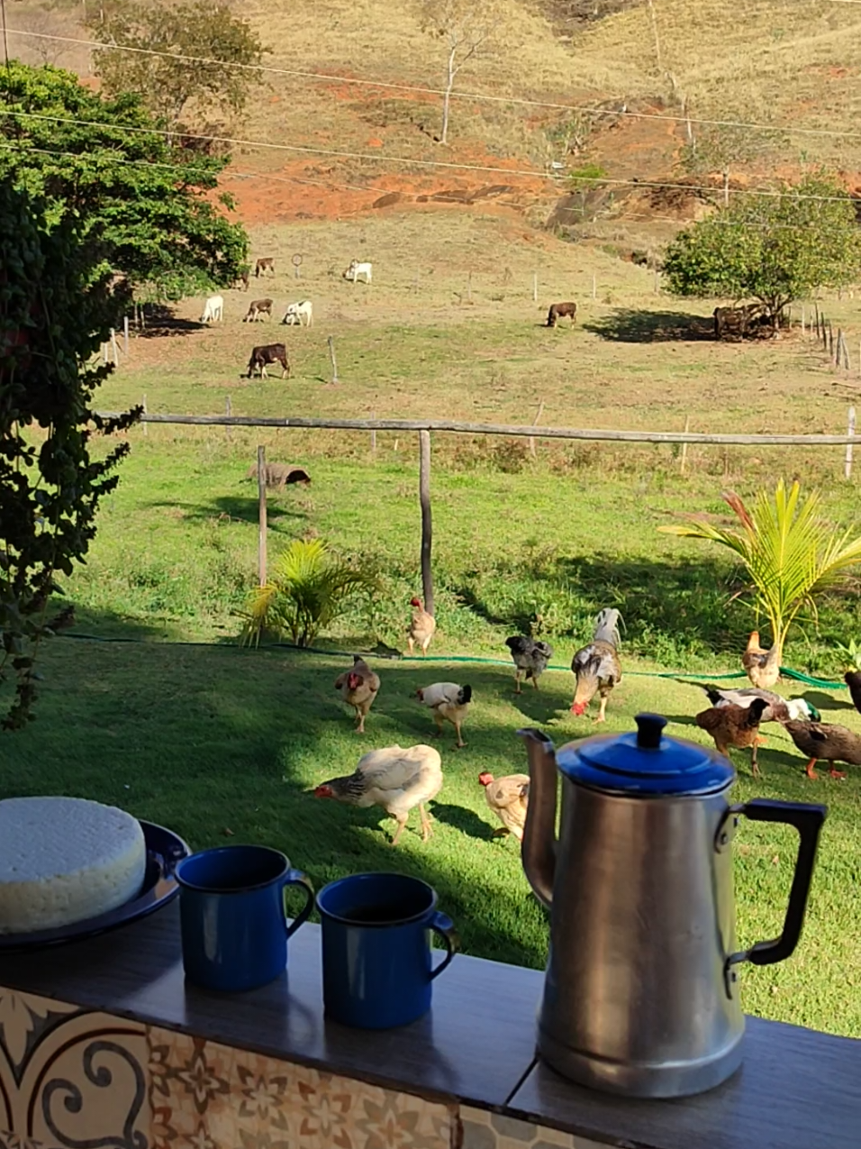 Gratidão senhor por esse cafezinho da tarde no meio da natureza 🤠😋❤️#adriramos #cafe #deusabencoe #roca 