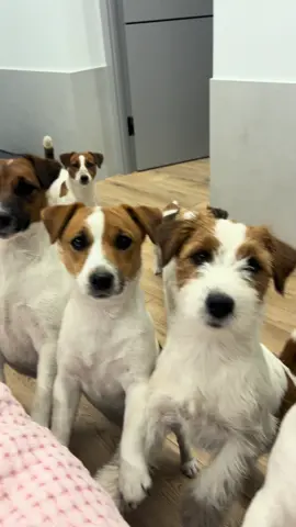 Щось хочуть від мене або до мене 🫣))#jackrussellterrier #jackrussell #джекрасселтерьер #буднізаводчика #джекрасселброкен 
