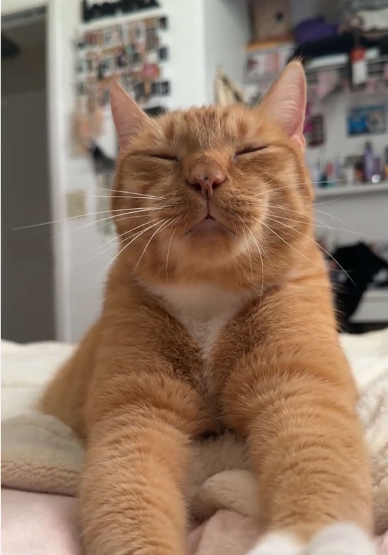 My special baby boy 🤍 • #fyp #pepe #gingercat 