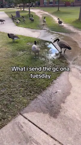 #geese #fyp#fyp #jay #real 
