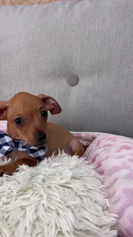 Sweet baby, all pets deserve love & comapassion. We rescued Gismo & his siblings from a irresponsible owner who didn’t spayed the mom, we spayed the mom already. Please spay & neuter!! #spayandneuter #chiweenie 