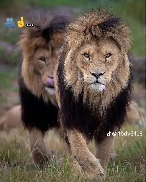 #ترندات #مليون_مشاهدة #اكسبلور #متابعه #لايك 