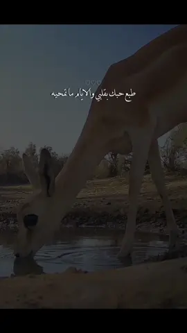 #CapCut #يموت الأمل لكن ضنون الغلا تحييه#اكسبلور 