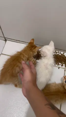 Quanto mais gatos eu encontro, mais a casa fica viva e feliz 🙂 🥰 #gato #gatos #gatostiktok 