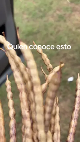 #es un árbol de mesquite #quien lo conoce 