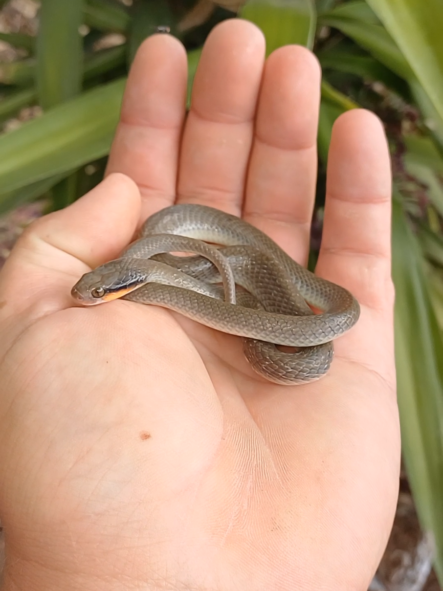 Cute Snakey Snake  Herald Snake #Snake #tiktoksa #reptile #animal #hand 