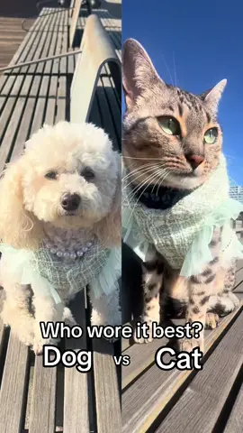 Who wore it best? 🐩 Chloe the pup or 🐱 Gigi the cat 😻 new outfit just dropped 👗 comment your vote ⬇️ and order online www.pupsonthepier.com #whoworeitbest #dogfashion #catsoftiktok #petcouture #chloescaninecouture 