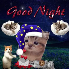 Good Night 😴💤#sillycatsoftiktok #catsofttiktok #sillycat #catlover #cattok 