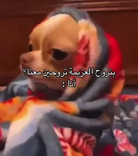 #اكسبلور  #ميمز  #السعودية  #قلوريا 