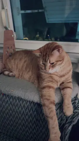 E yapamadım😂 #catsoftiktok #kesfetteyiz 