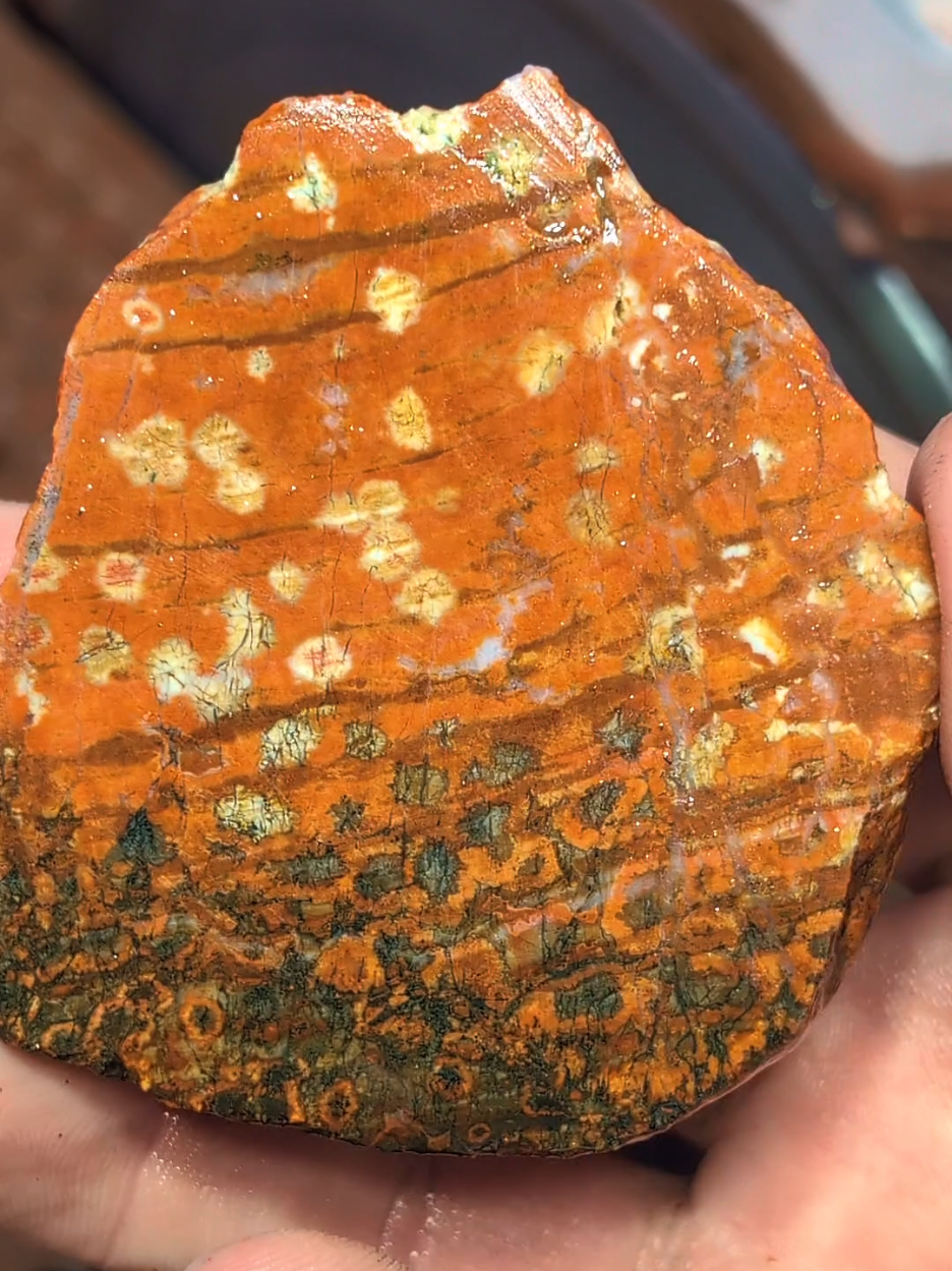 #Rockhounding #Lapidary #PoppyJasper #OrbicularJasper #RockTok 