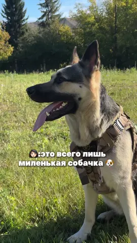 Видосов с Шейлой много не бывает🤩