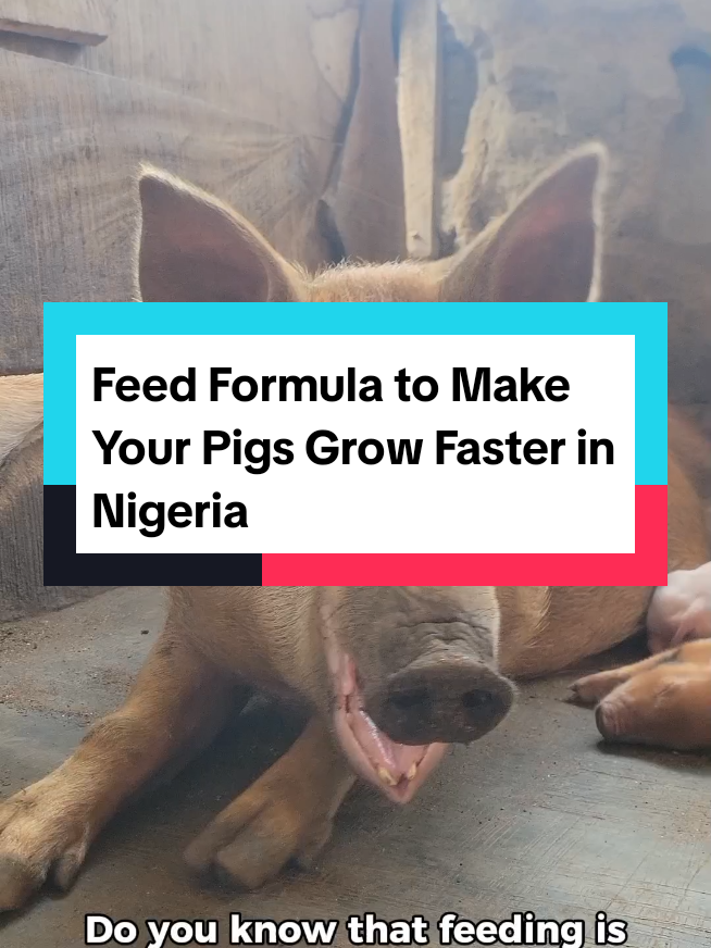 Feed Formula to Make Your Pigs Grow Faster in Nigeria #pigfarming  #pigfarm  #education  #pigbusiness 