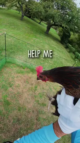 Cooked 🔥🐓  #editing #kfc #chicken #poulet #lmao 