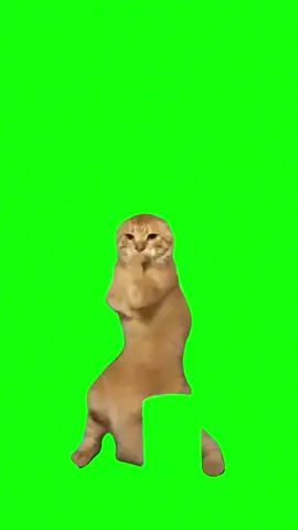 Kung Fu Cat Green Screen Meme  Get this video in 4K with our app: GreenScreenMemes.app — now on iOS 📲  #meme #memesdaily #greenscreen #cat #kungfucat 