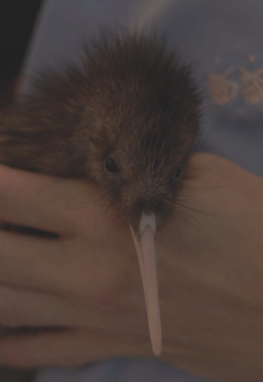Kiwi conservation at its finest🧡  Our trained kaimahi ensure every kiwi stays thriving through regular health checks Weighing our kiwi allows keepers to track their growth and overall health, making sure every bird is thriving as part of our conservation mahi🌿 Book now and witness the care of this taonga in action