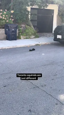 Wasn’t expecting to see such a cute sight on my walk! #squirrel #toronto #torontolife #canada_life🇨🇦 #the6ix 
