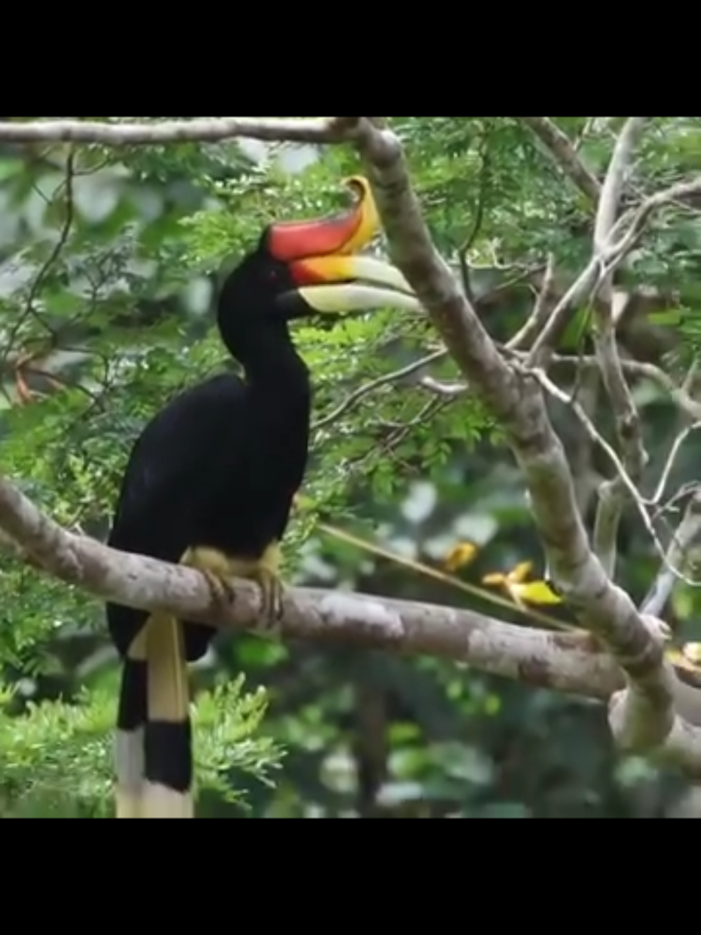 Burung rangkong simbol dari kesetiaan  #rangkong #burungrangkong #rangkongbadak #kalimantan #borneo 