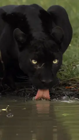Pantera Negra Se Revela: Close-Up Emocionante no Rio  #PanteraNegra #VidaSelvagem #NaturezaBruta #FelinosSilvestres #NaturezaPura