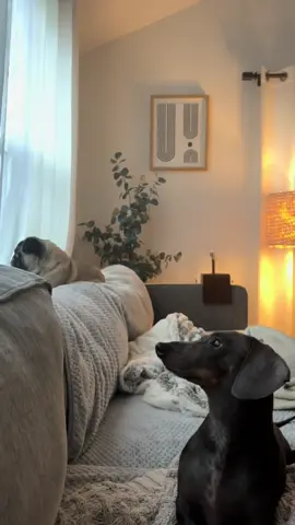 she said: “BET, im out- no cap” 🧢  #done #pug #dog #crazy 