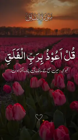 ‎القرآن الکریم 🌹🌹❤ #quran #quranicquotes #islamicreminders #islamicreelsvideo #growmyaccount           