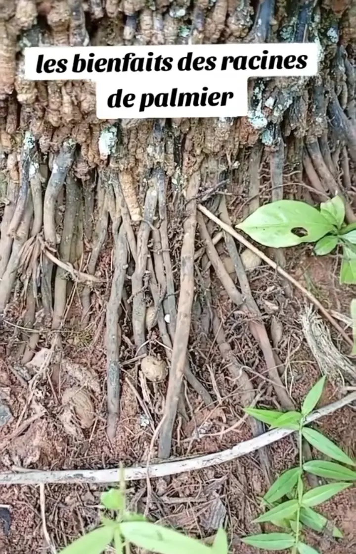 #tiktokcanada #tiktoksuisse🇨🇭 #tiktokfrance🇨🇵 #tiktokbelgique🇧🇪 #tiktokallemagne🇩🇪 